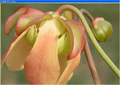 affichez vos plantes carnivores