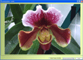 visualisez vos photos d'orchid&eacute;es